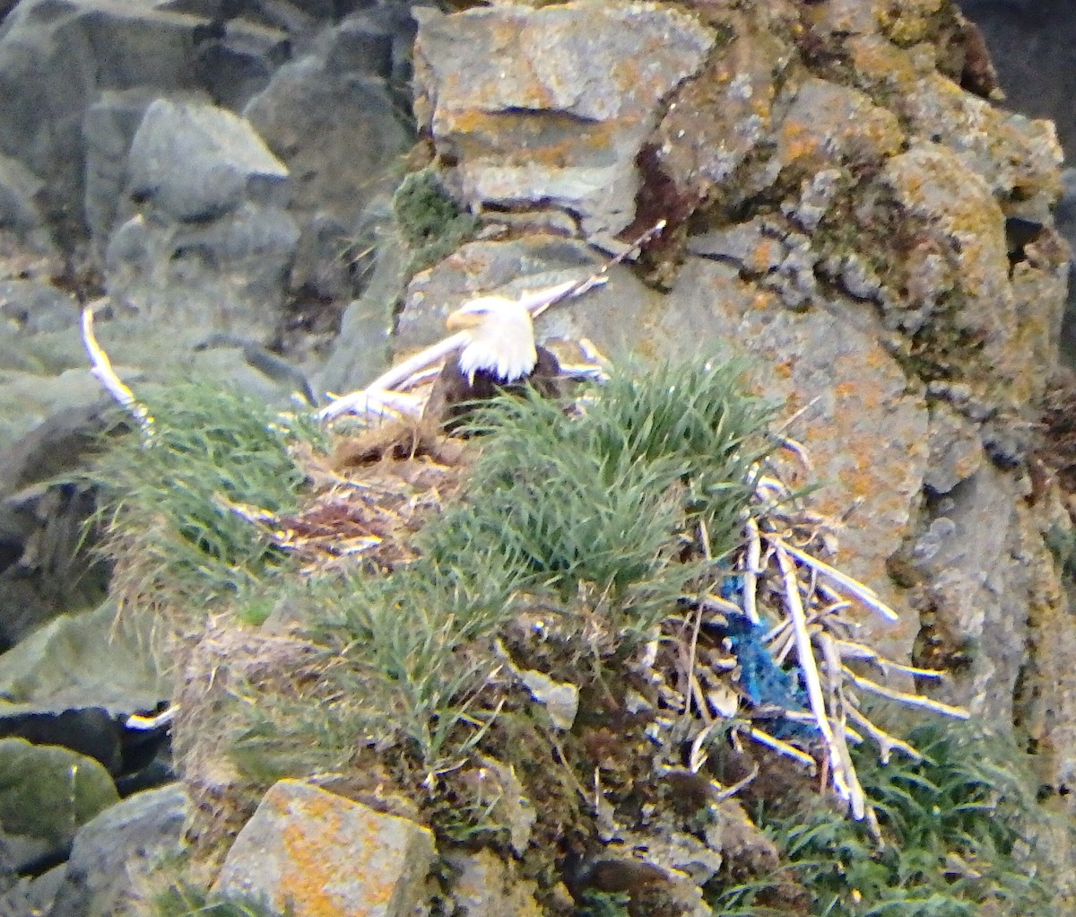Bald Eagle - ML298489141