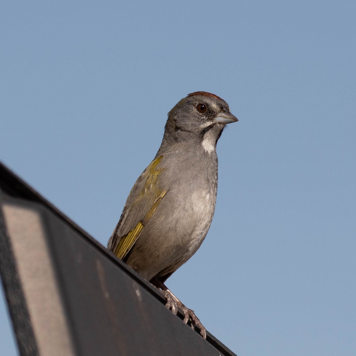 Green-tailed Towhee - ML298489541