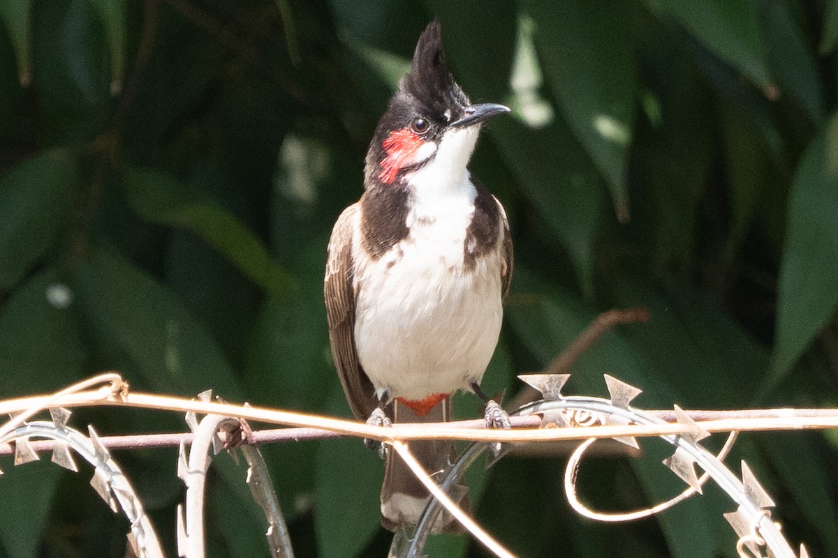 Red-whiskered Bulbul - Gavin Ailes