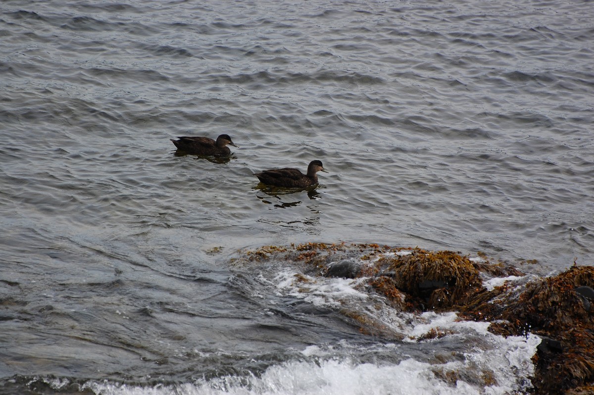 American Black Duck - ML298490371