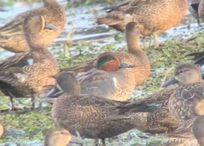 Green-winged Teal - ML298491041