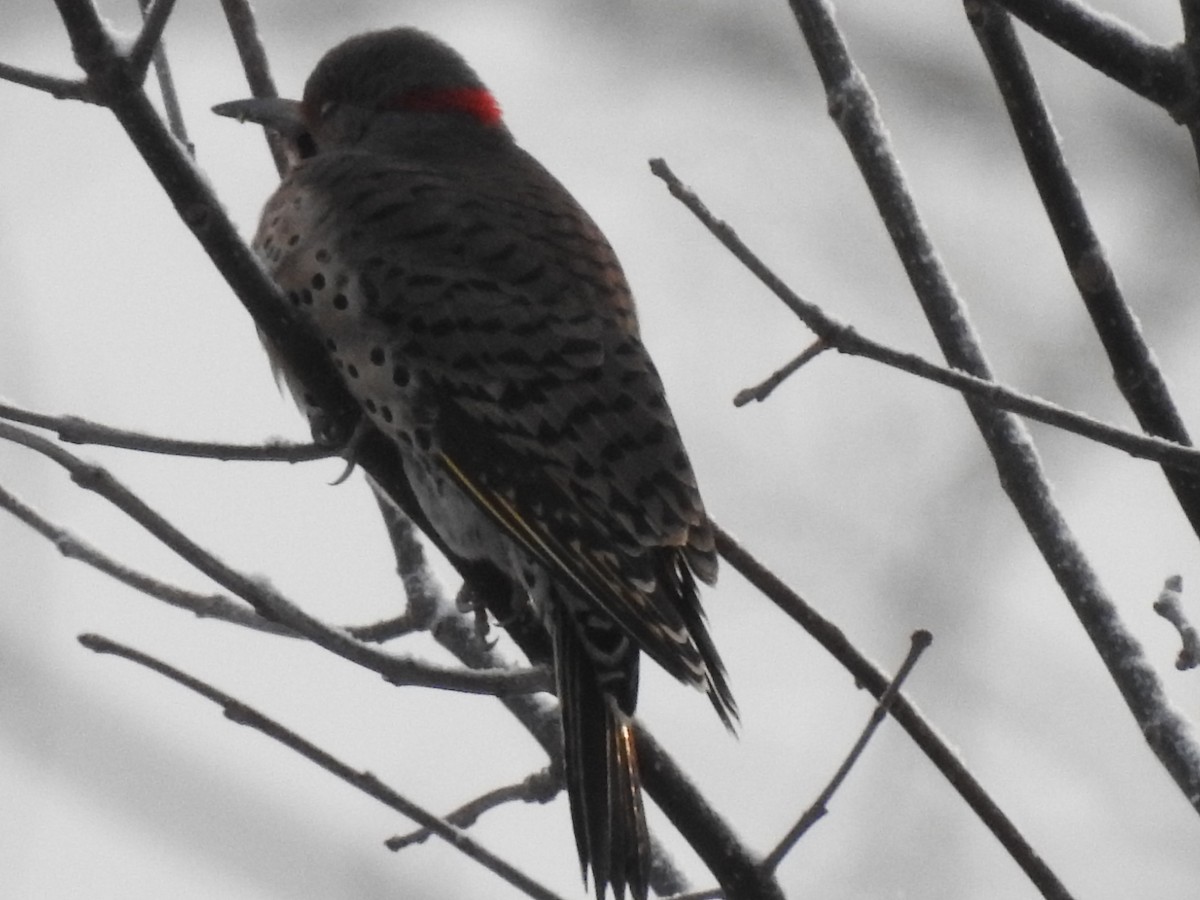 Northern Flicker - ML298491081