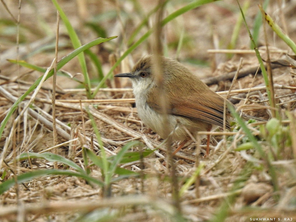 Gray-breasted Prinia - Sukhwant S Raj