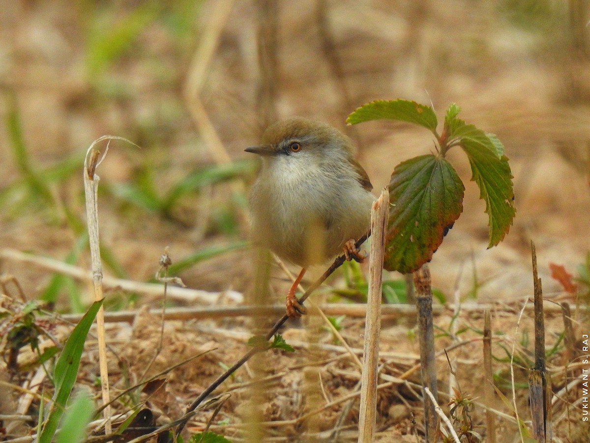 Gray-breasted Prinia - Sukhwant S Raj