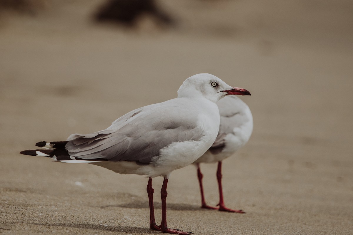 Gray-hooded Gull - Renato David Rojas Cánova