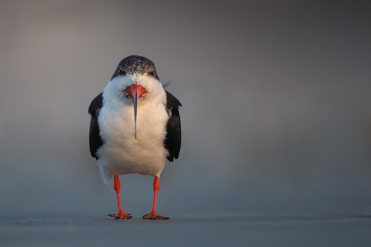 Black Skimmer - Ryan Sanderson