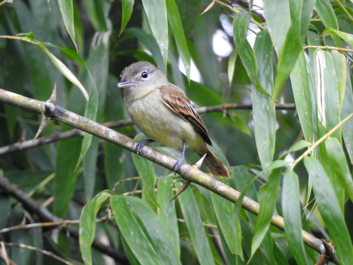 White-winged Becard - ML298498671