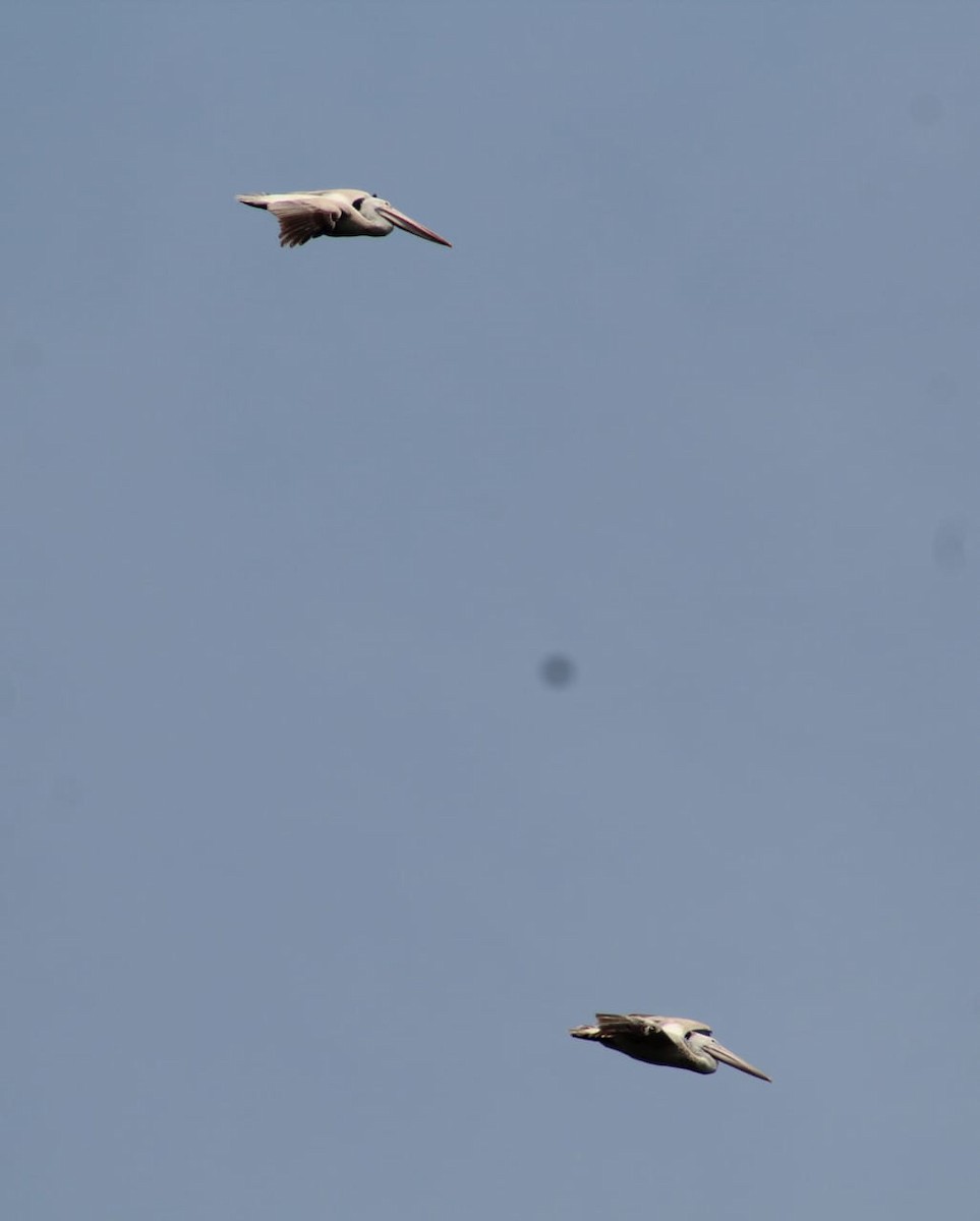 Spot-billed Pelican - ML298499101