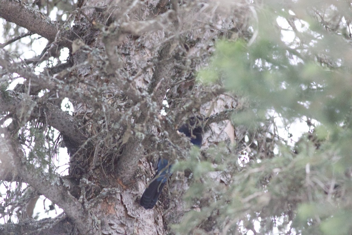 Steller's Jay - ML298499421