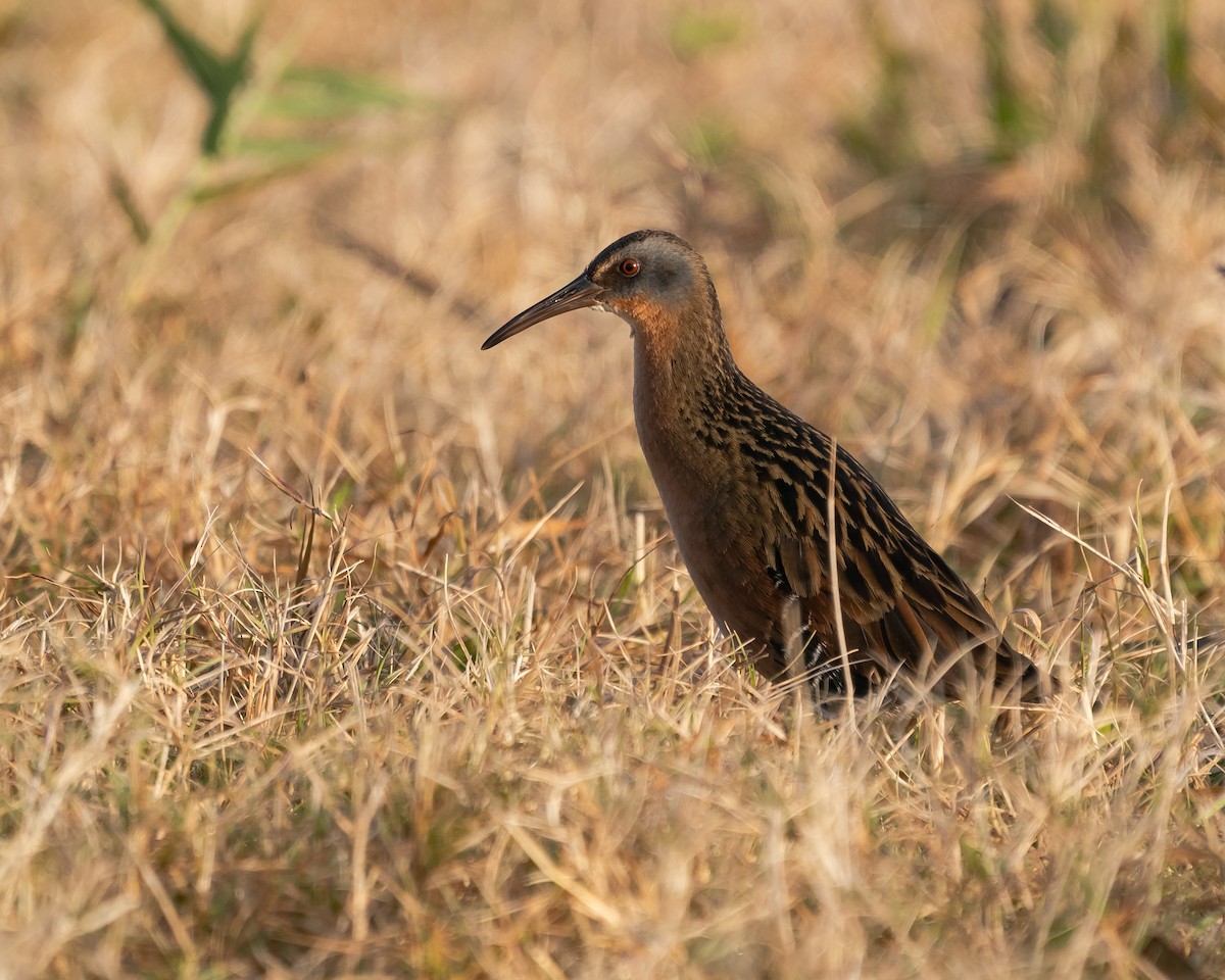 Virginia Rail - Owlando Fonseca