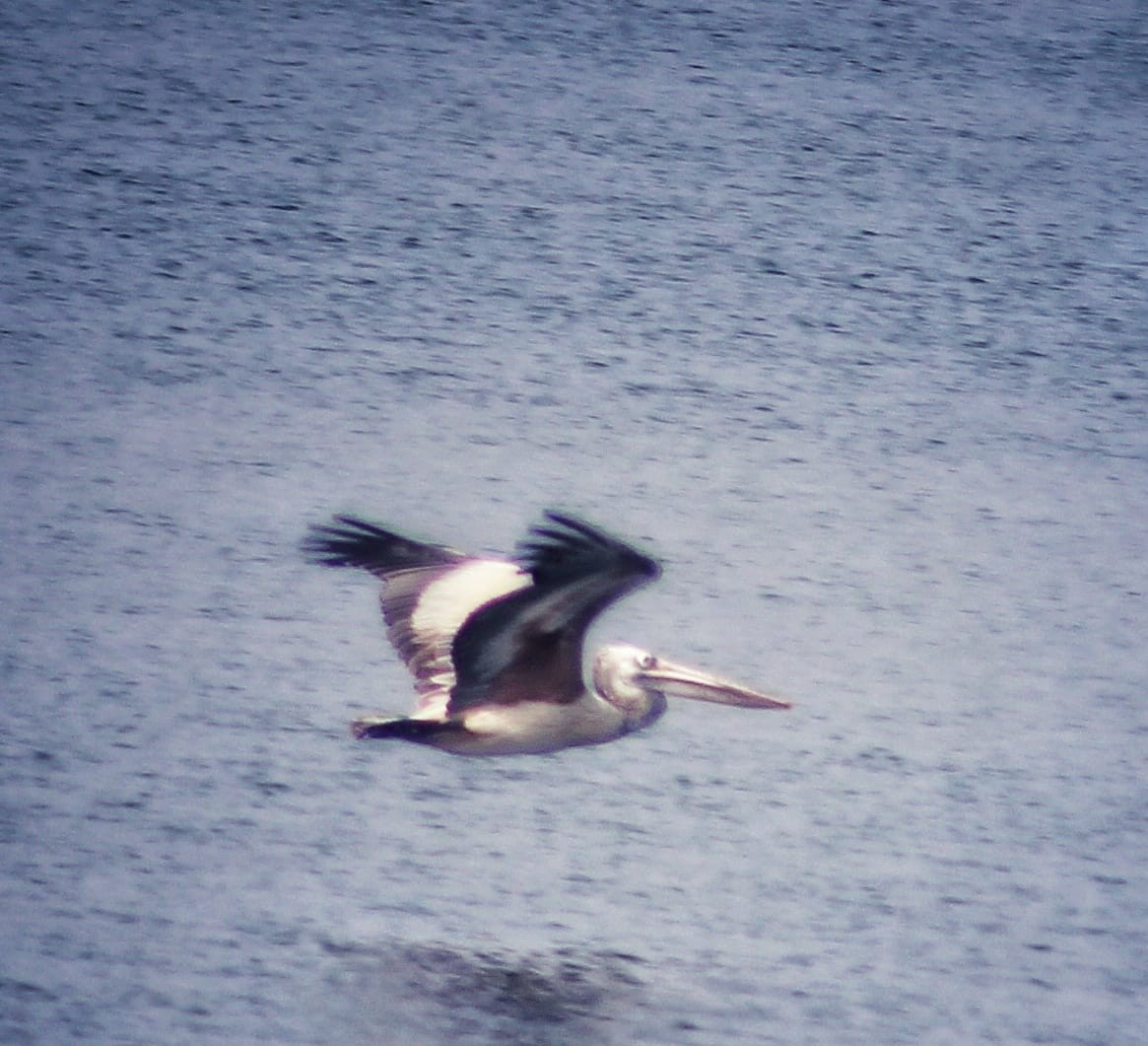 Spot-billed Pelican - ML298501961