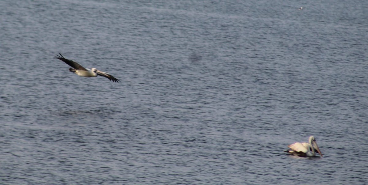 Spot-billed Pelican - ML298502291