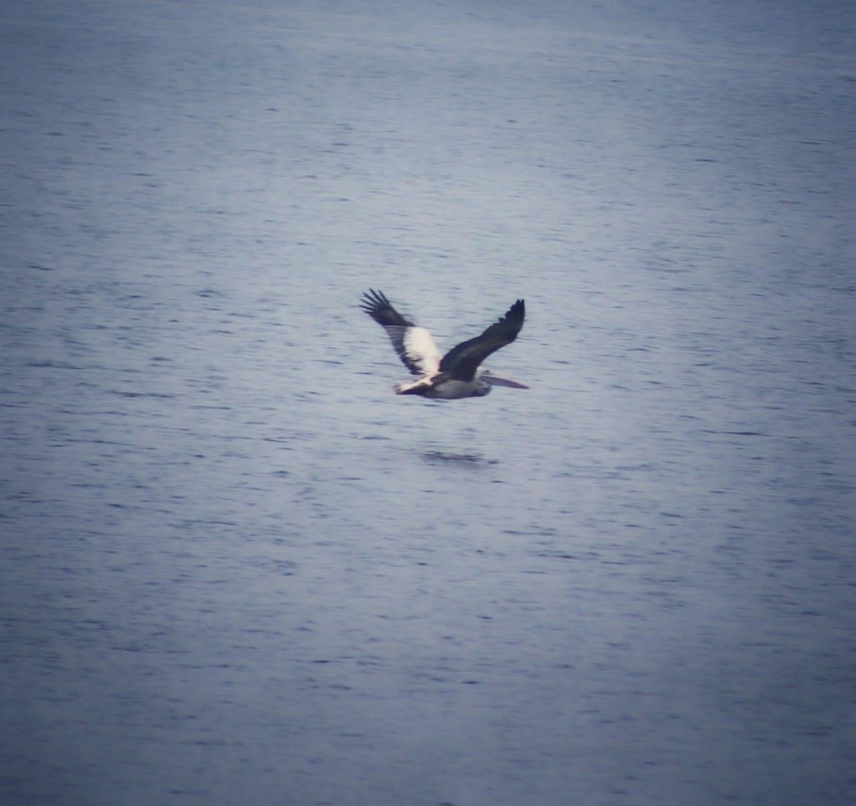 Spot-billed Pelican - ML298502341