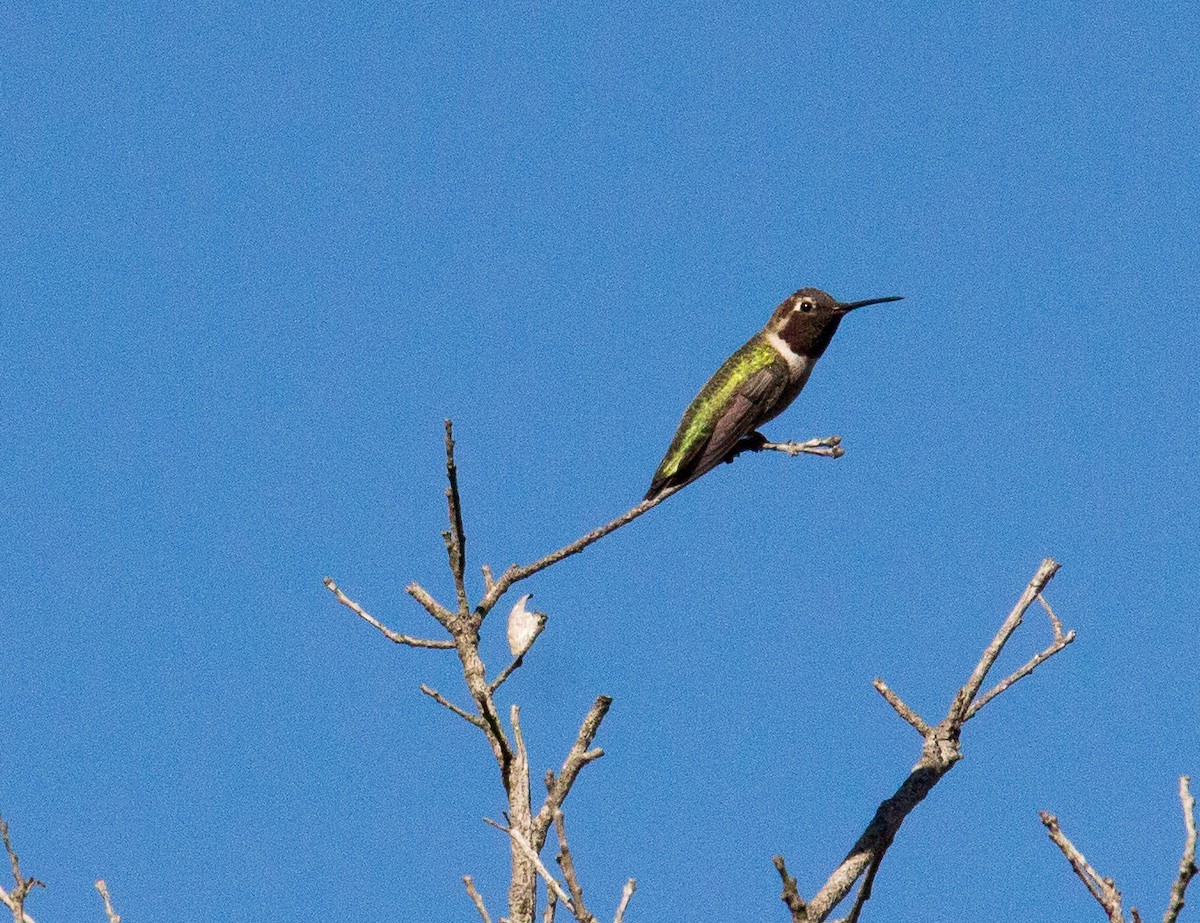 Anna's Hummingbird - ML298502361