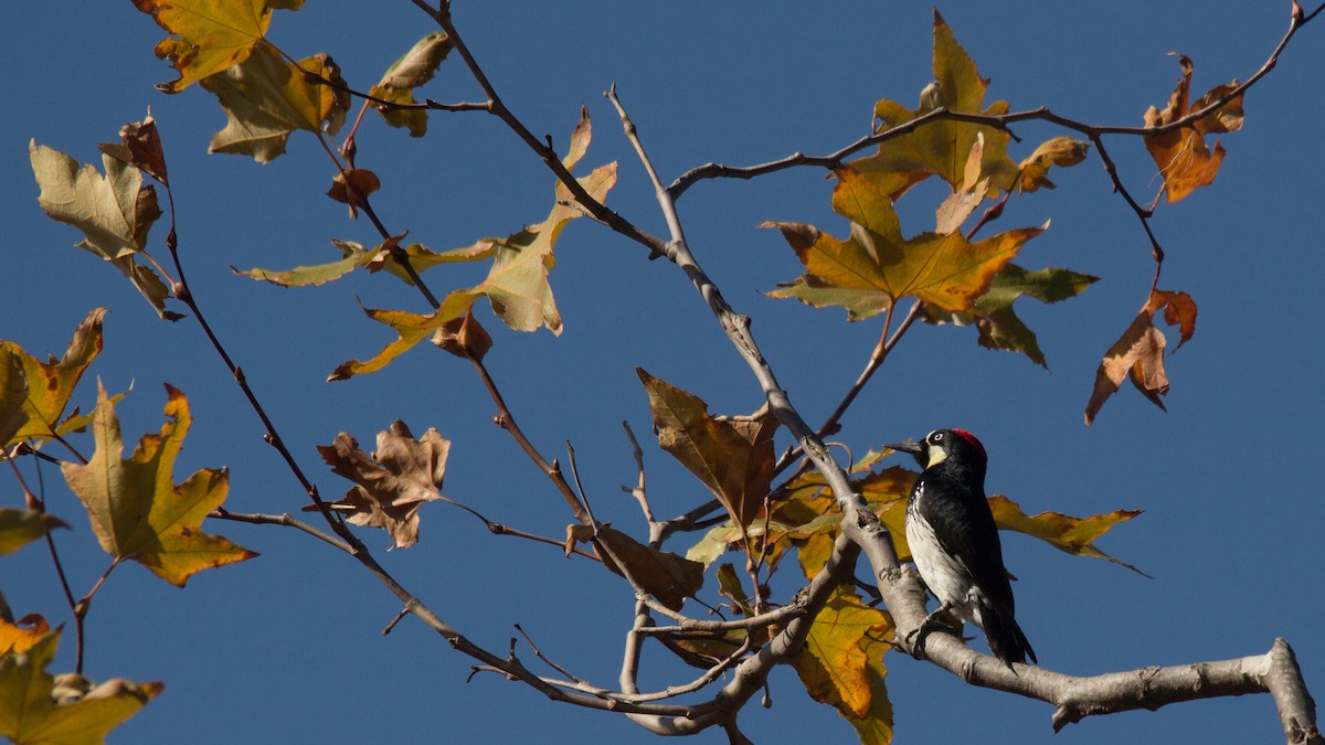 Acorn Woodpecker - ML298502541