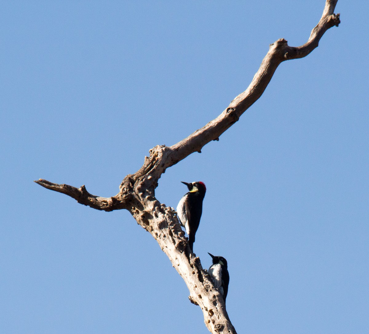 Acorn Woodpecker - ML298502551