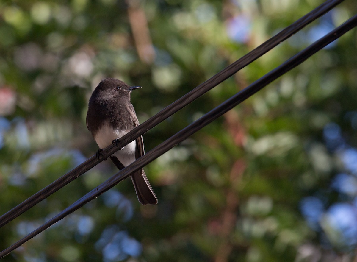 Black Phoebe - ML298502601