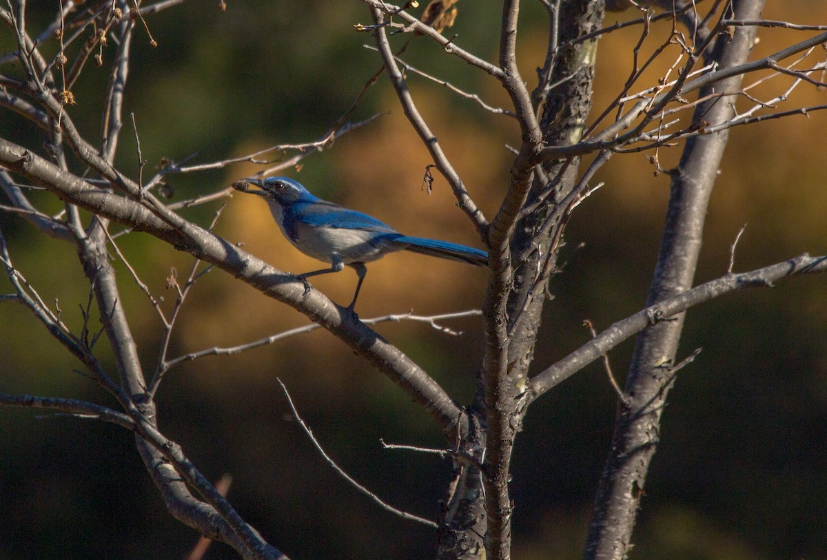 California Scrub-Jay - ML298502691