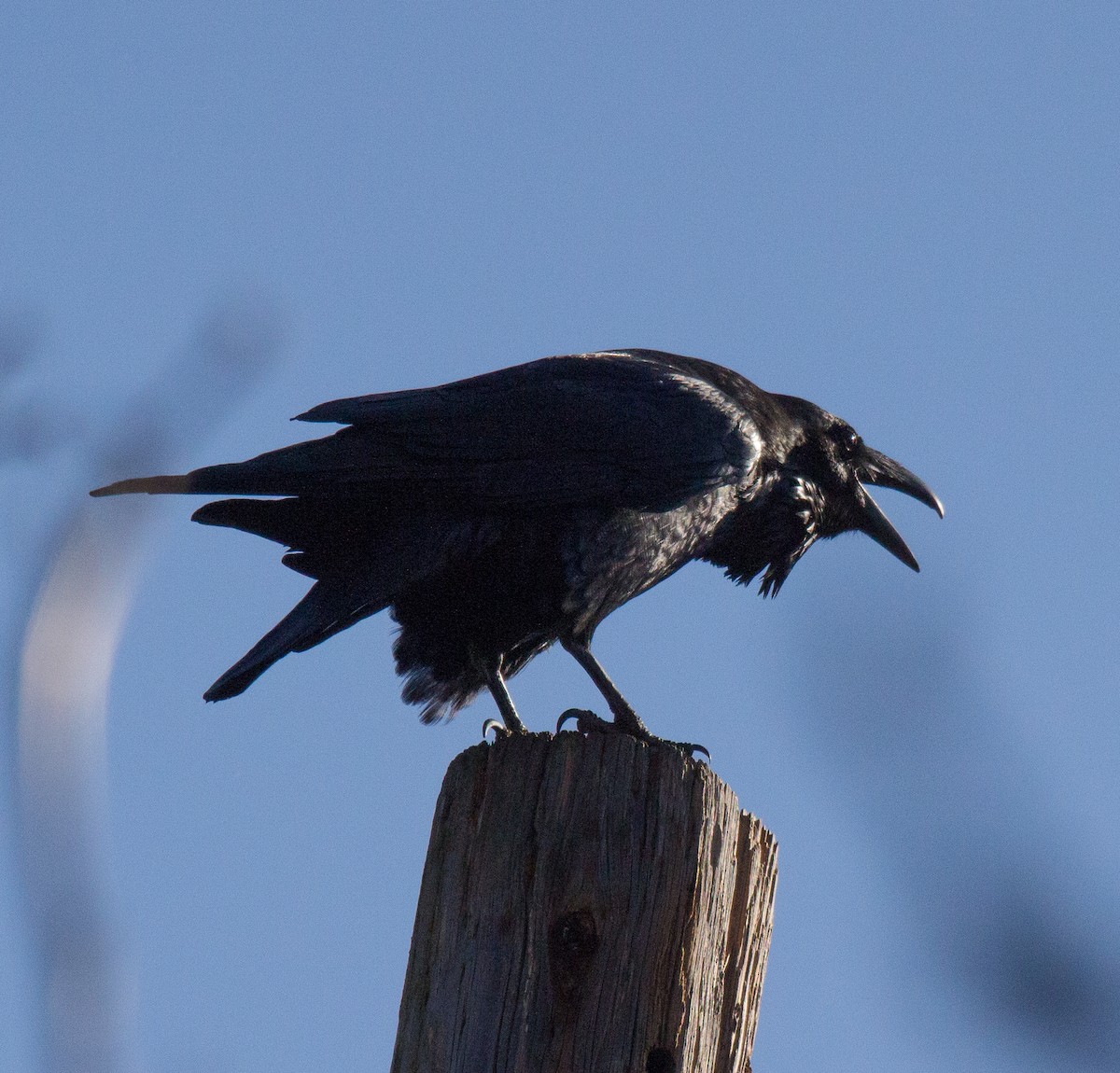 Common Raven - ML298502711