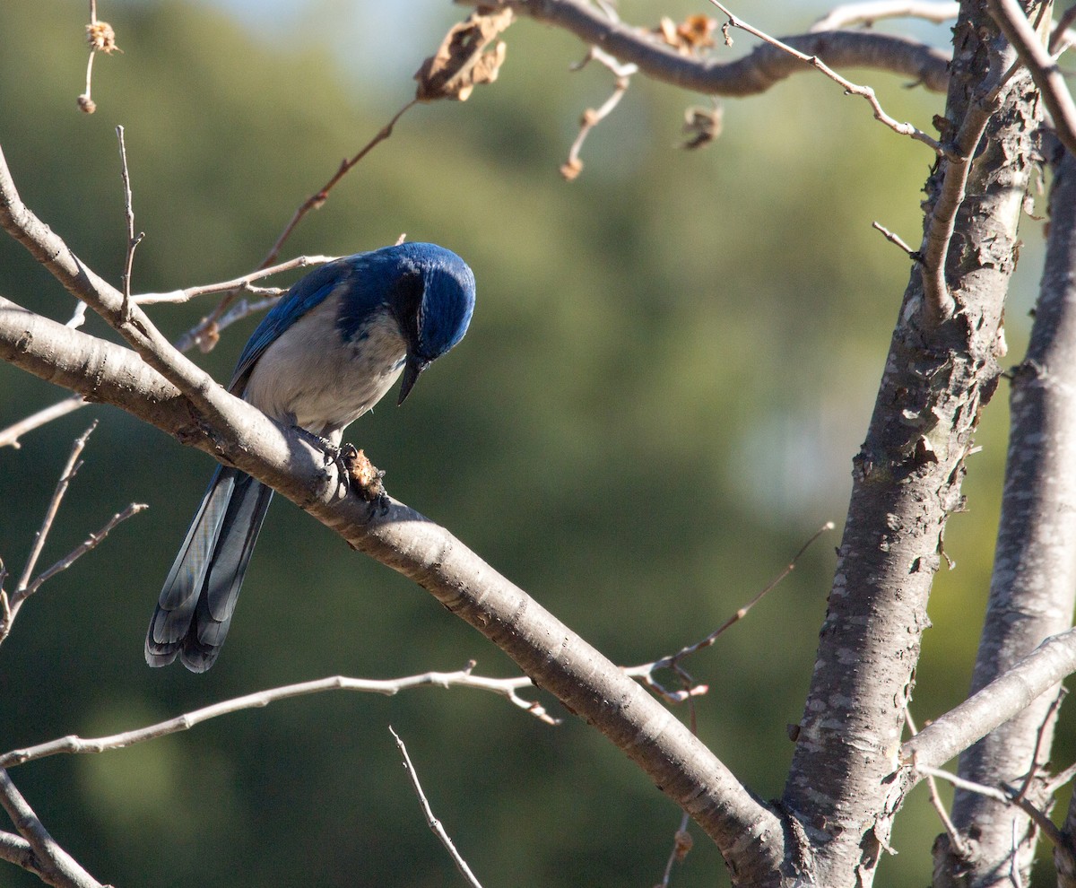 California Scrub-Jay - Anonymous