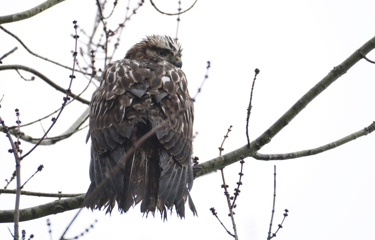 Red-tailed Hawk (Harlan's) - Bridget Spencer