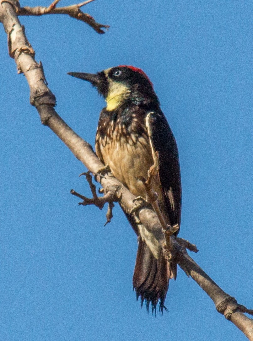 Acorn Woodpecker - ML298502851