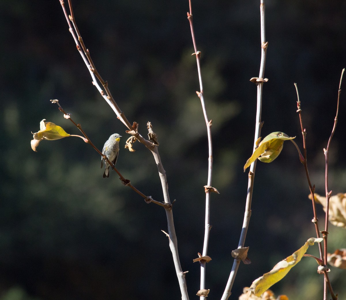 Yellow-rumped Warbler - Anonymous