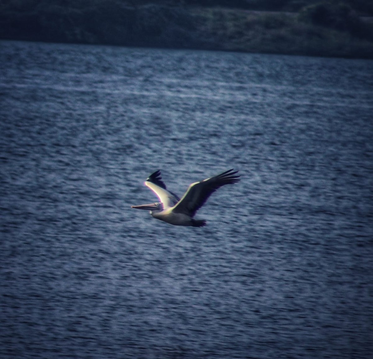 Spot-billed Pelican - ML298503111