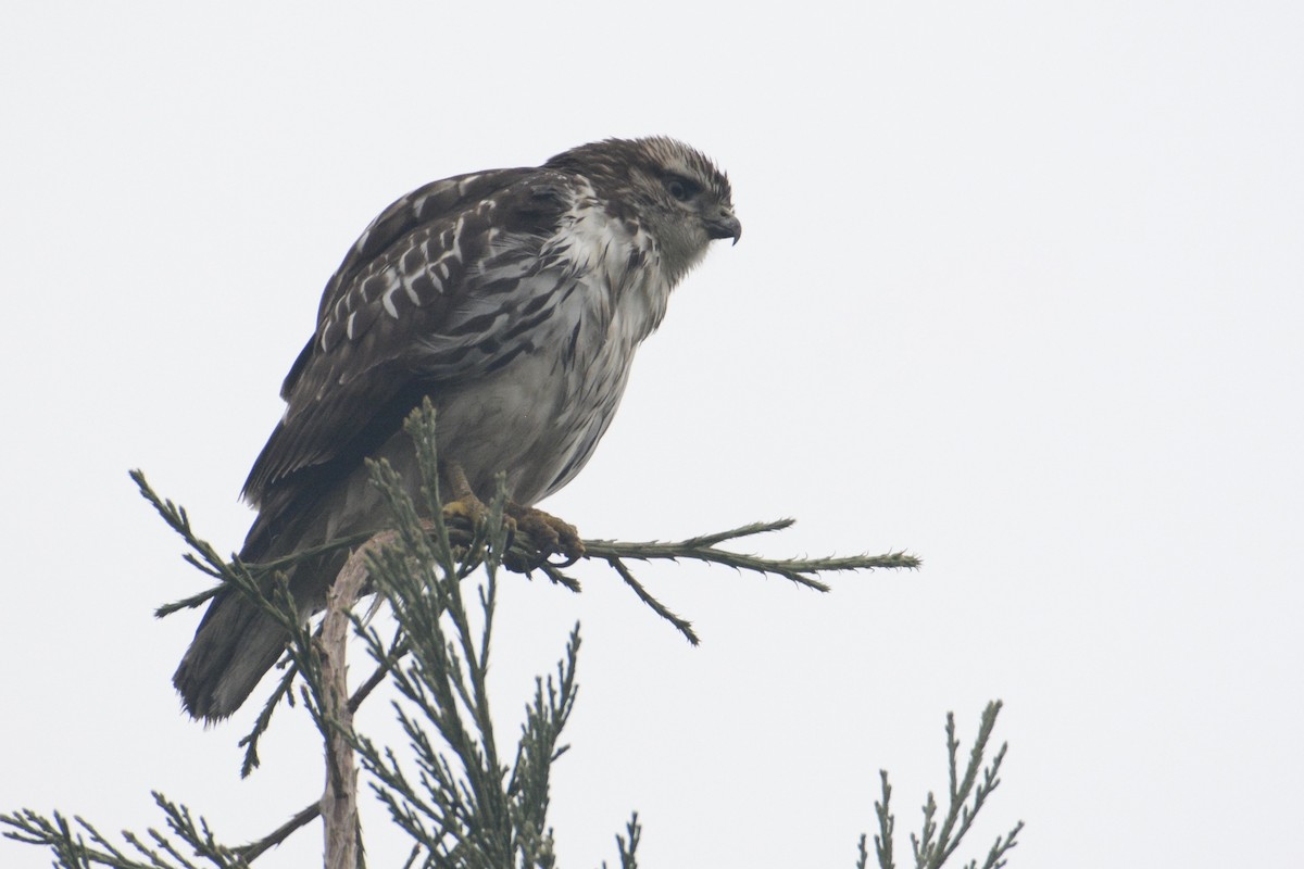 Red-tailed Hawk - Bridget Spencer