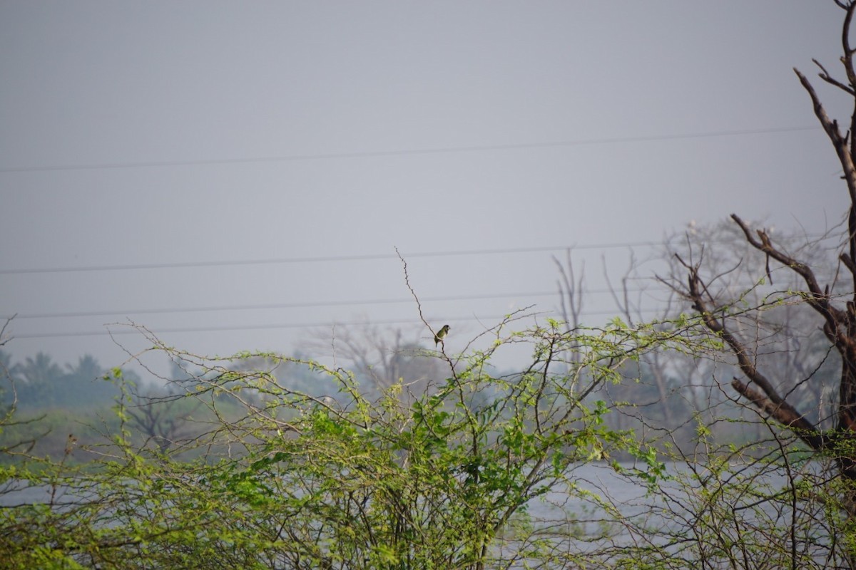 Coppersmith Barbet - ML298503381