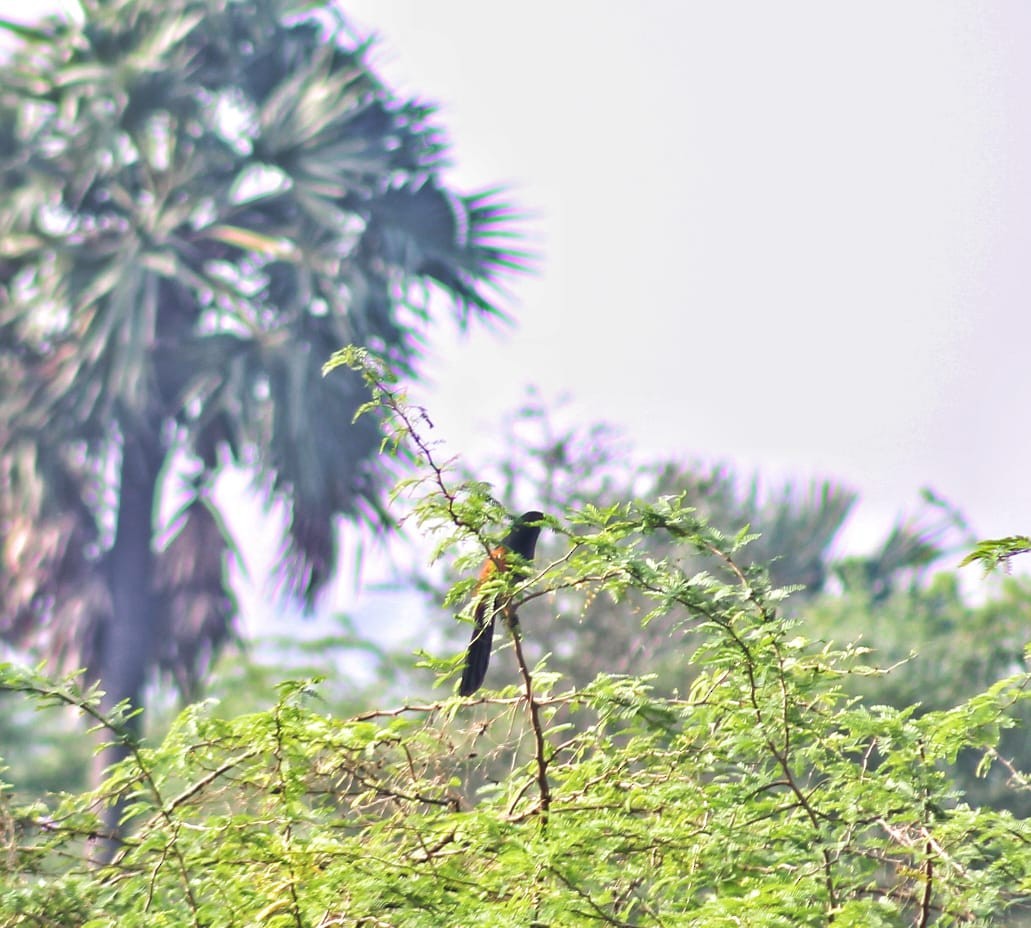 Greater Coucal - Nandhitha  Kannan