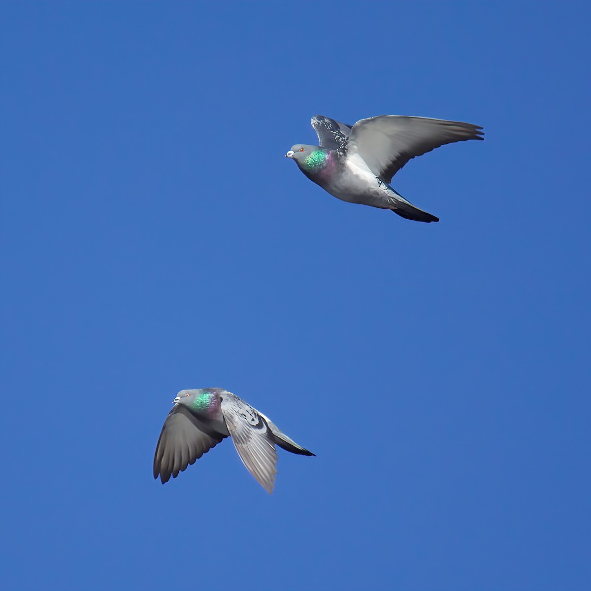 Rock Pigeon (Feral Pigeon) - ML298504391