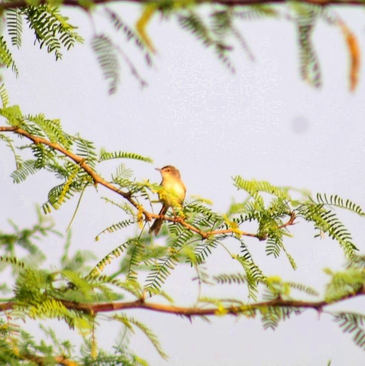 Plain Prinia - ML298504501