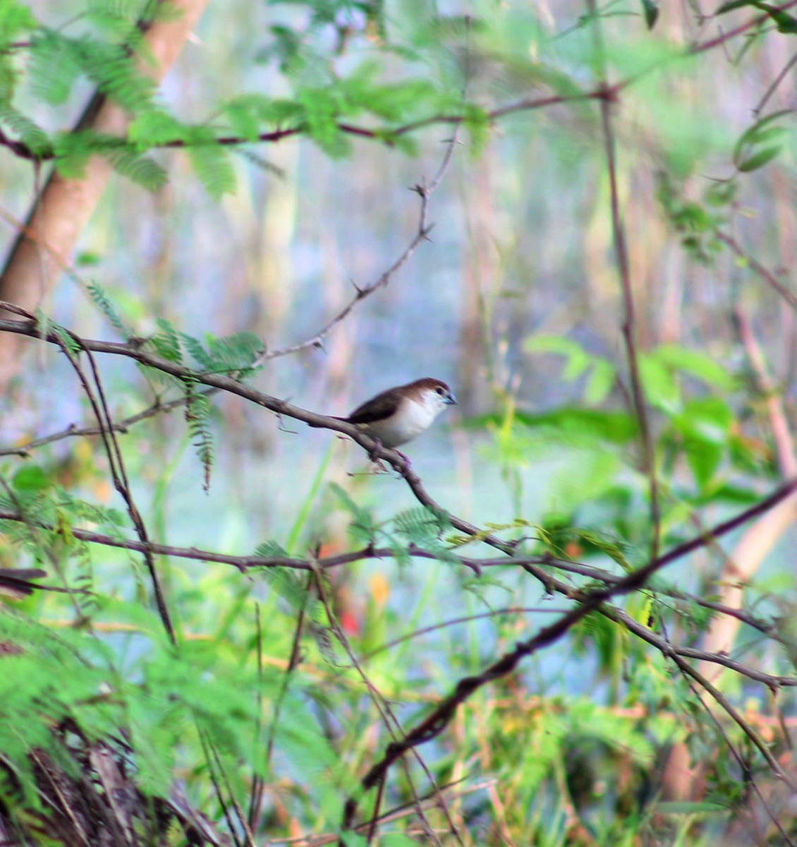 Indian Silverbill - Nandhitha  Kannan