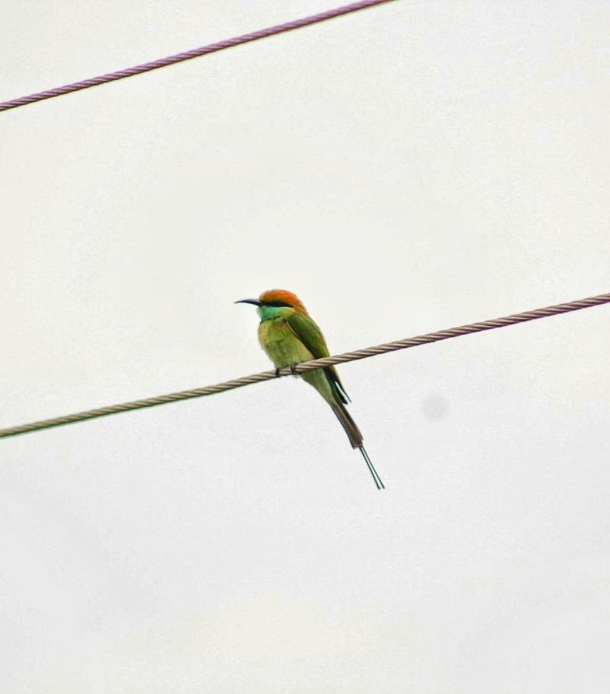 Asian Green Bee-eater - ML298505321