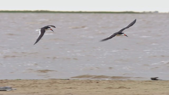 Black Skimmer (niger) - ML298505411