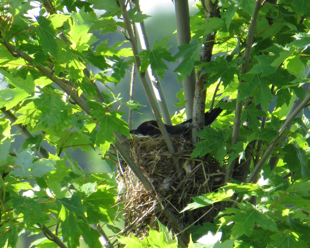 Eastern Kingbird - ML29850551