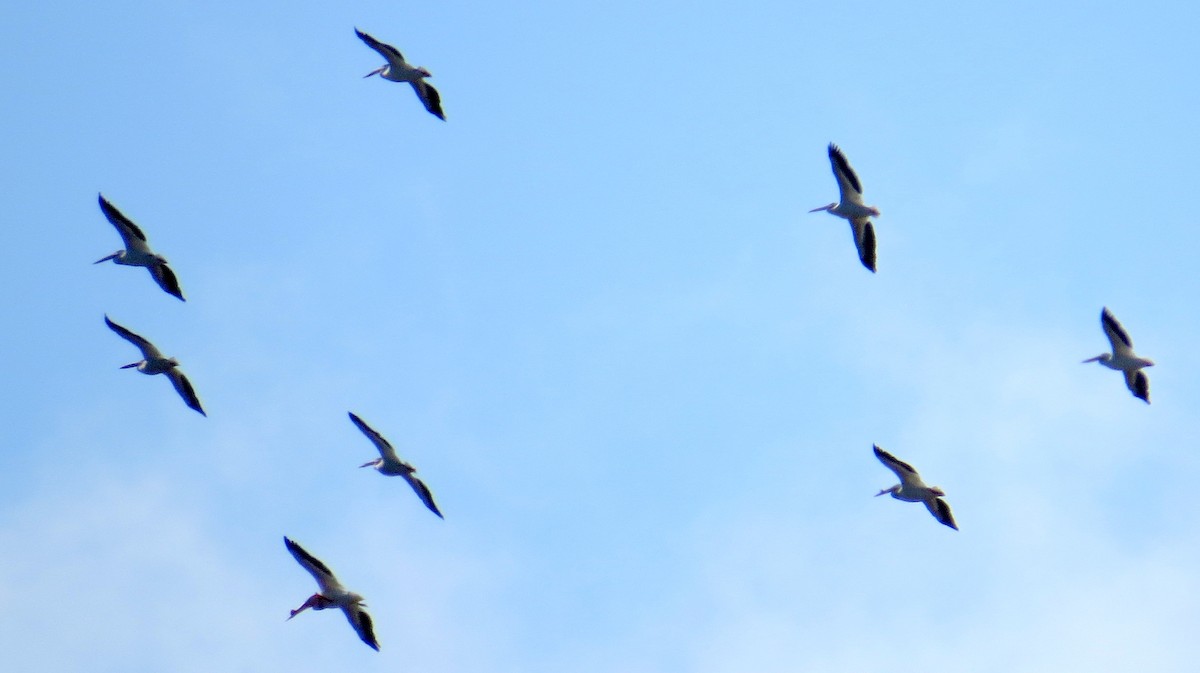 American White Pelican - ML29850561