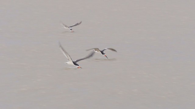 Black Skimmer (niger) - ML298507181