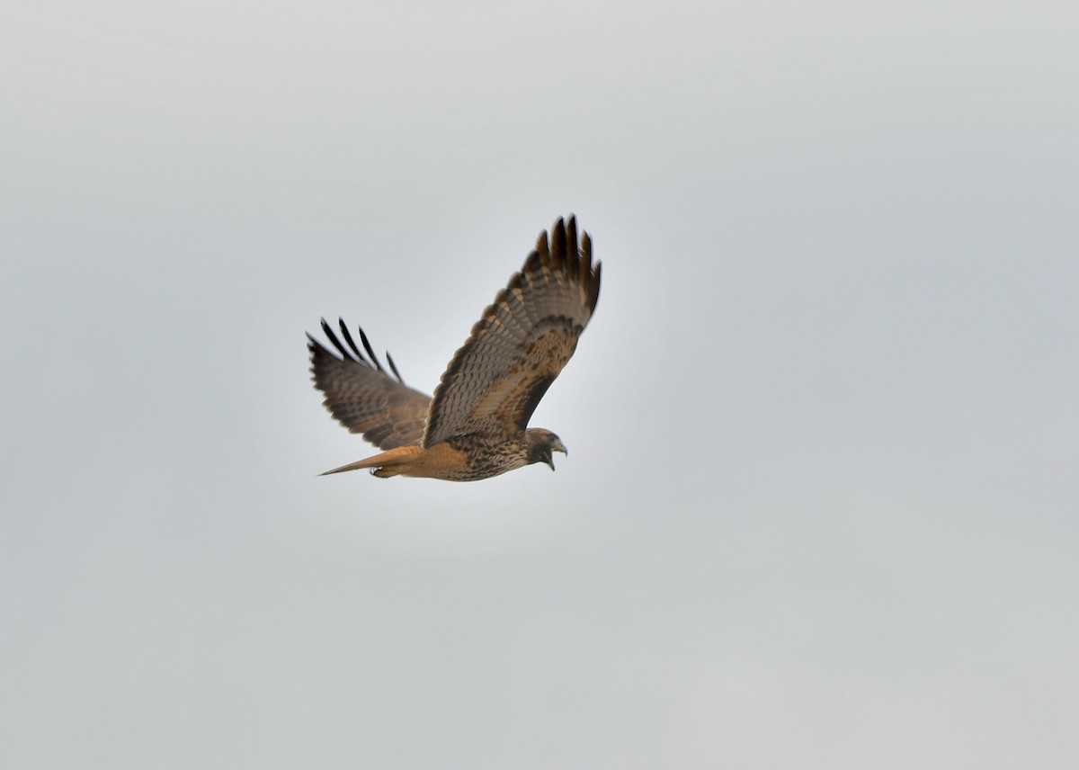 Red-tailed Hawk - Norman Eshoo