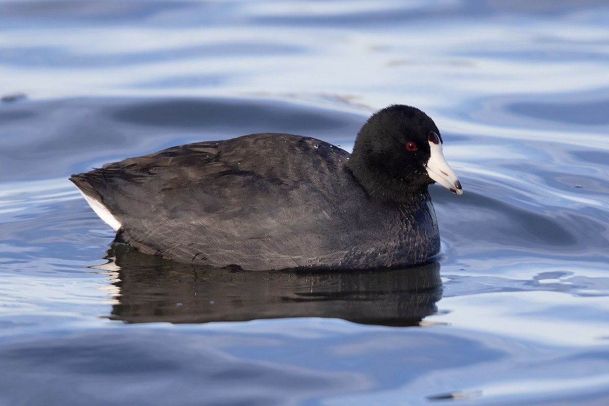 American Coot - Mike Cameron