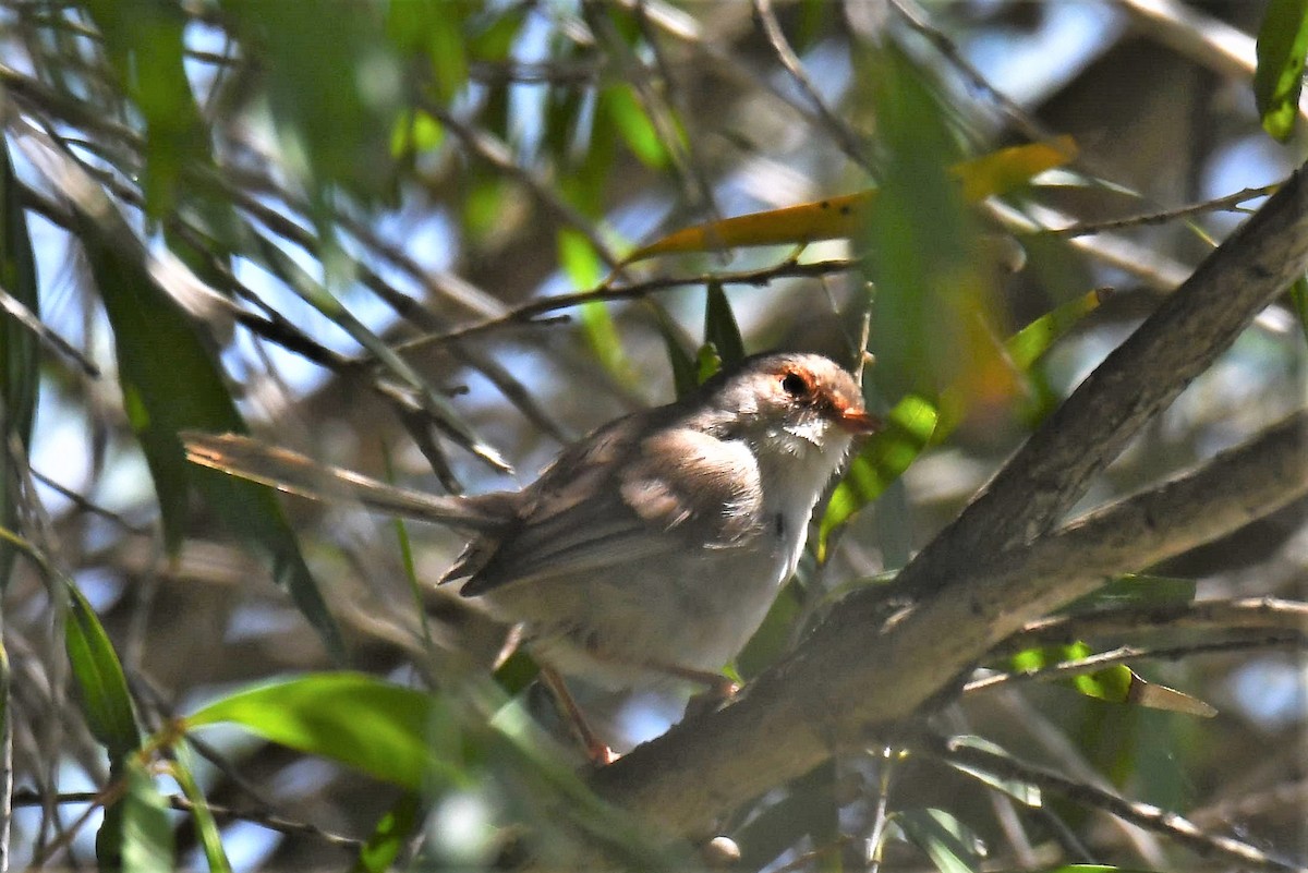 Superb Fairywren - ML298511741