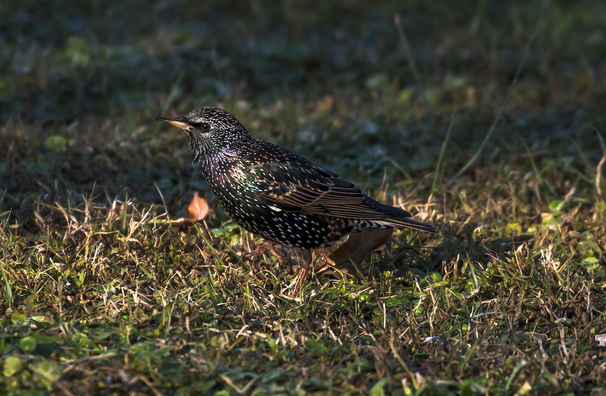 European Starling - ML298511851