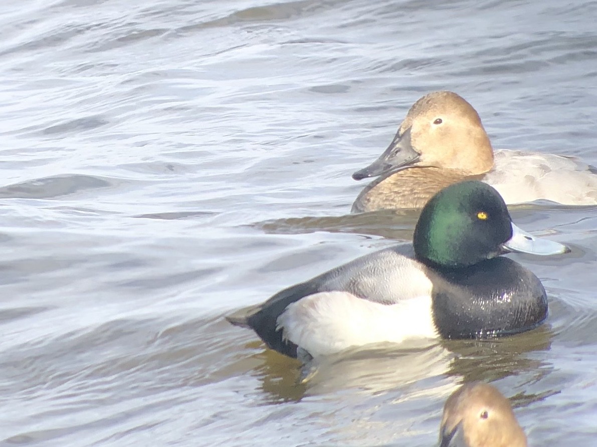 Greater Scaup - ML298512721