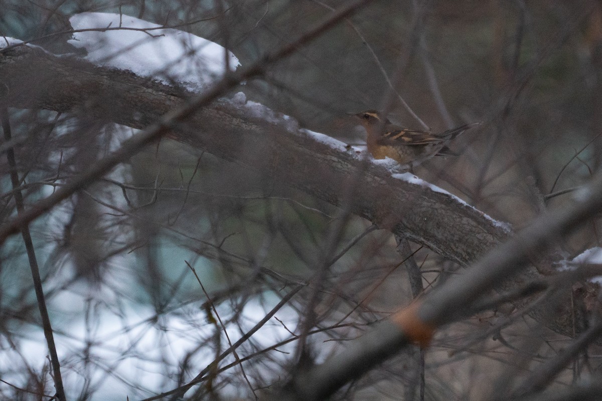 Varied Thrush - ML298514021