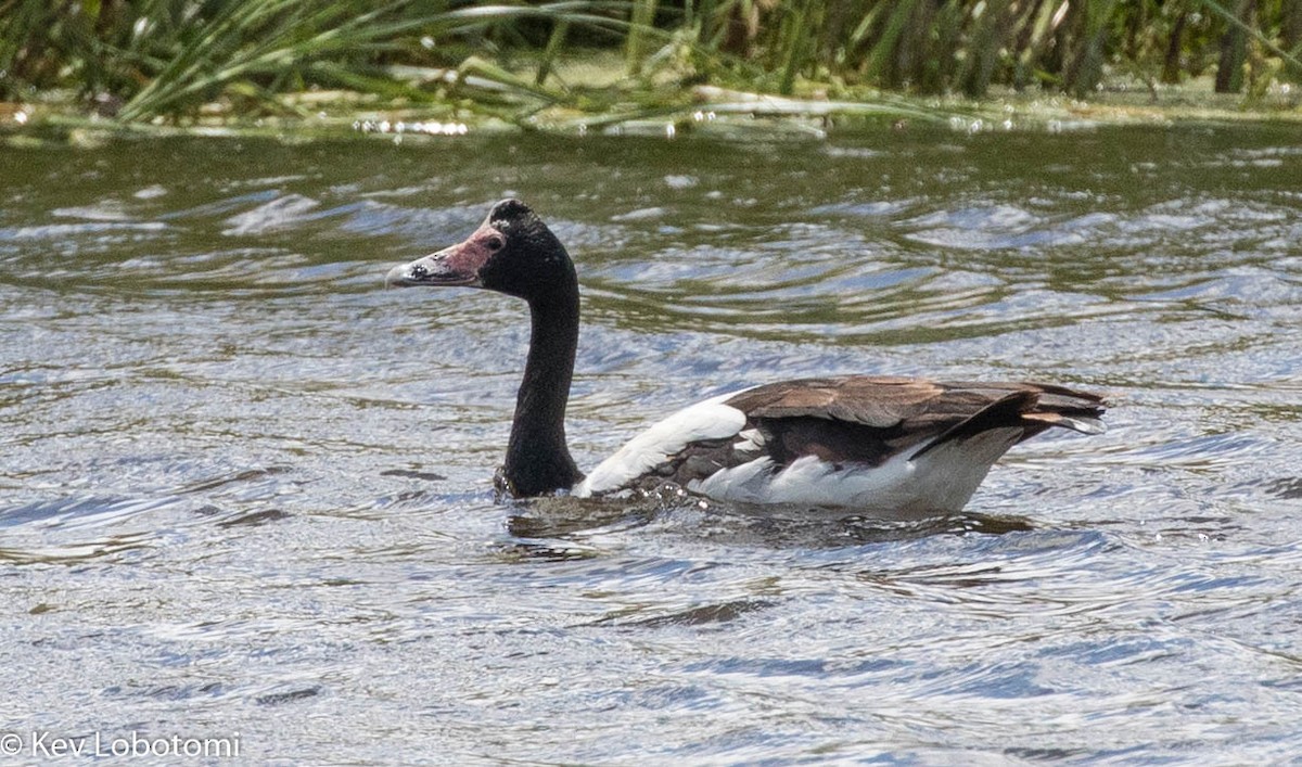 Magpie Goose - ML298514051