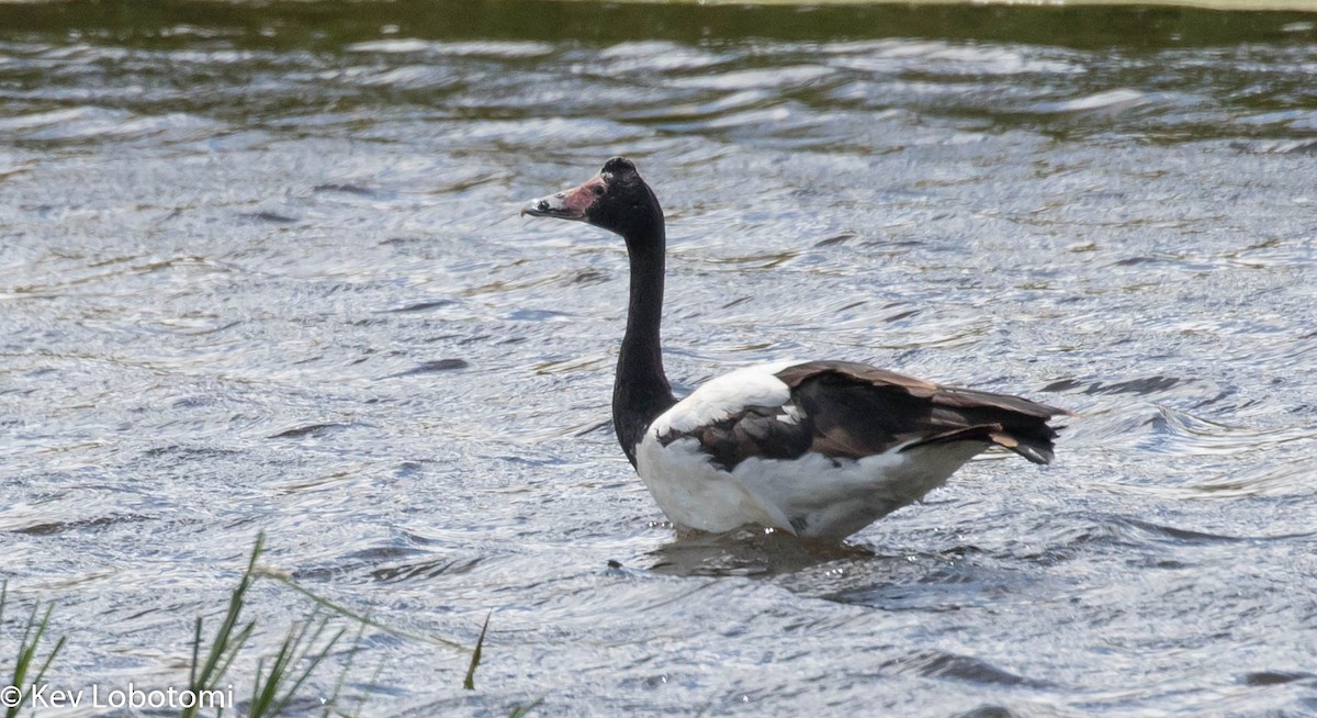 Magpie Goose - ML298514061