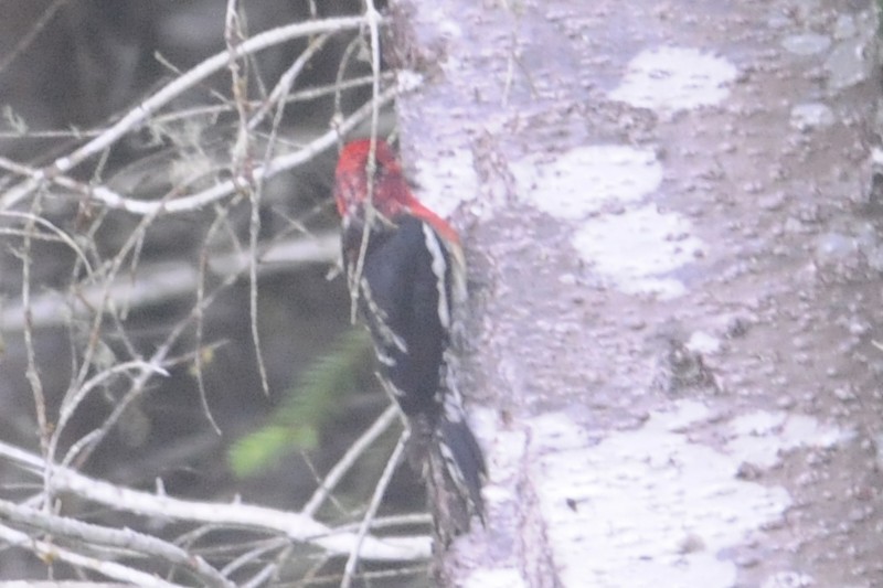 Red-naped x Red-breasted Sapsucker (hybrid) - ML29851411