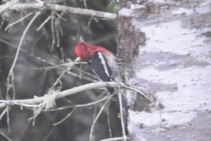 Red-naped x Red-breasted Sapsucker (hybrid) - ML29851421