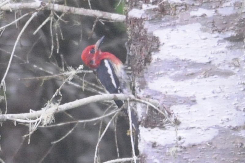 Red-naped x Red-breasted Sapsucker (hybrid) - ML29851431